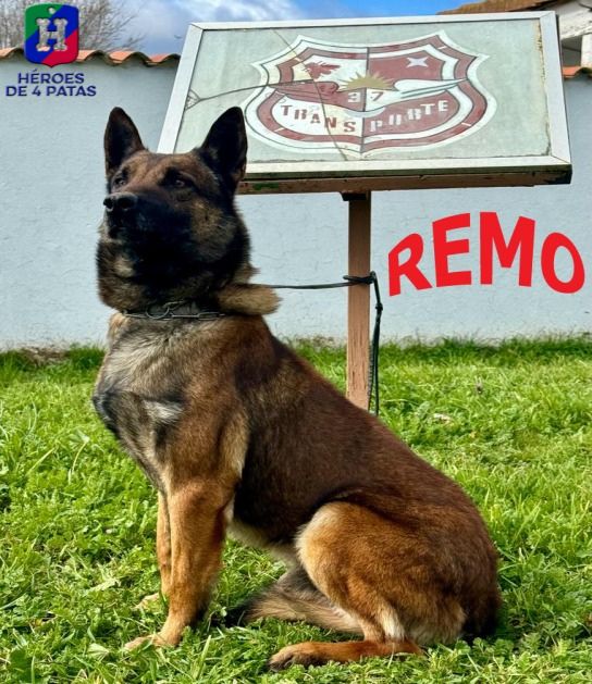 Remo, Pastor Belga Malinois