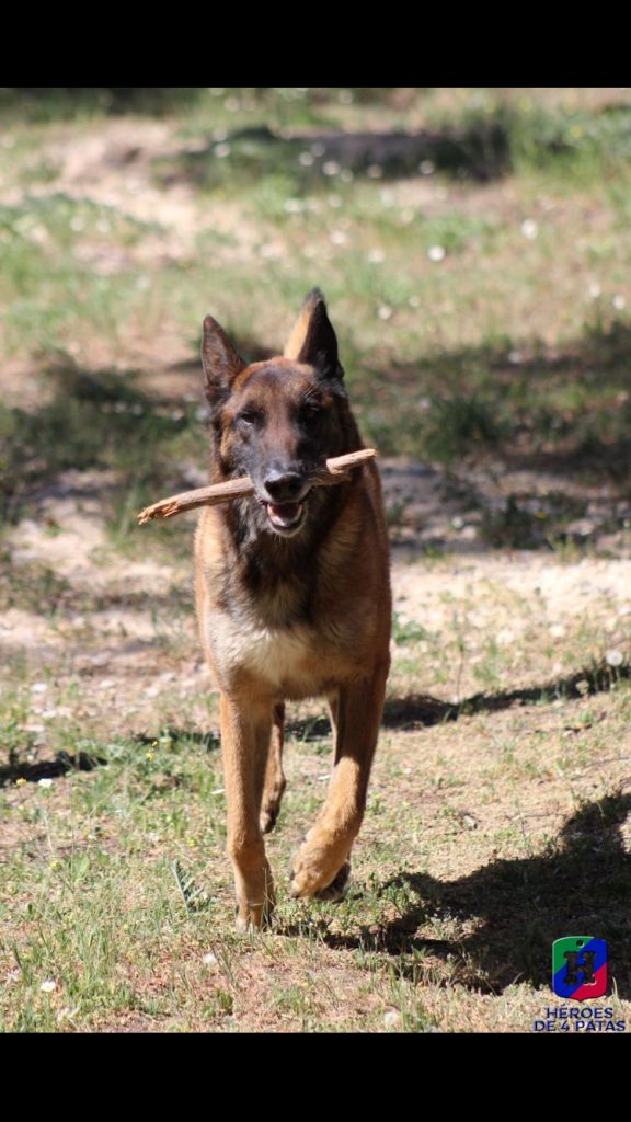 Lenon, Pastor Belga Malinois