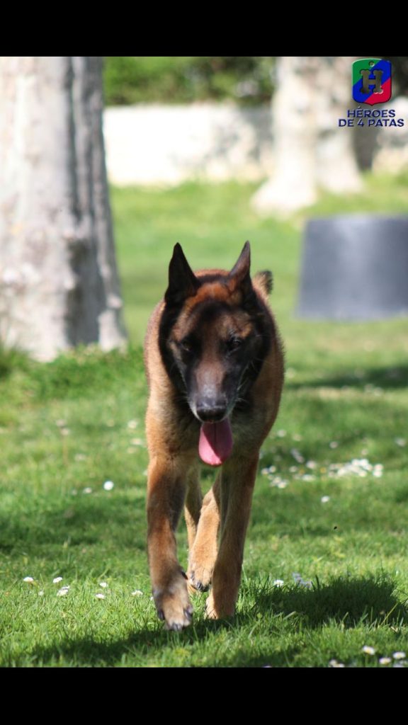 Lenon, Pastor Belga Malinois