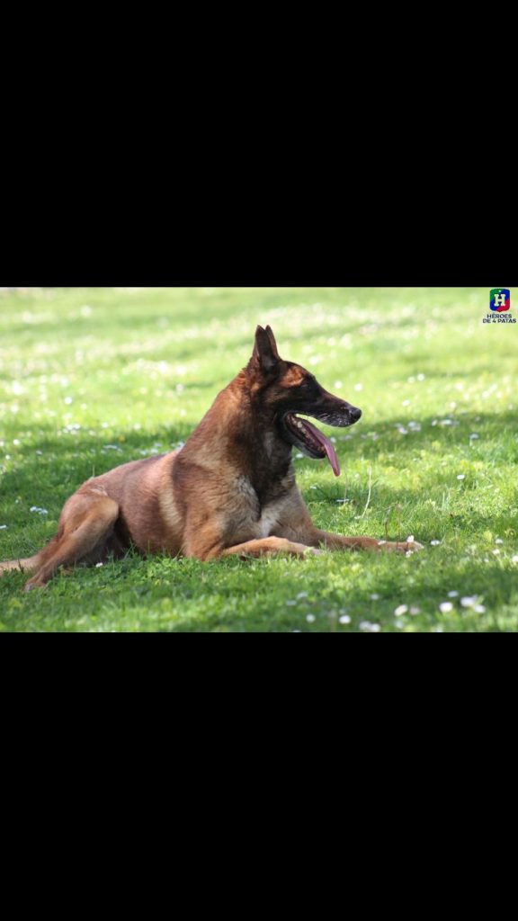 Lenon, Pastor Belga Malinois