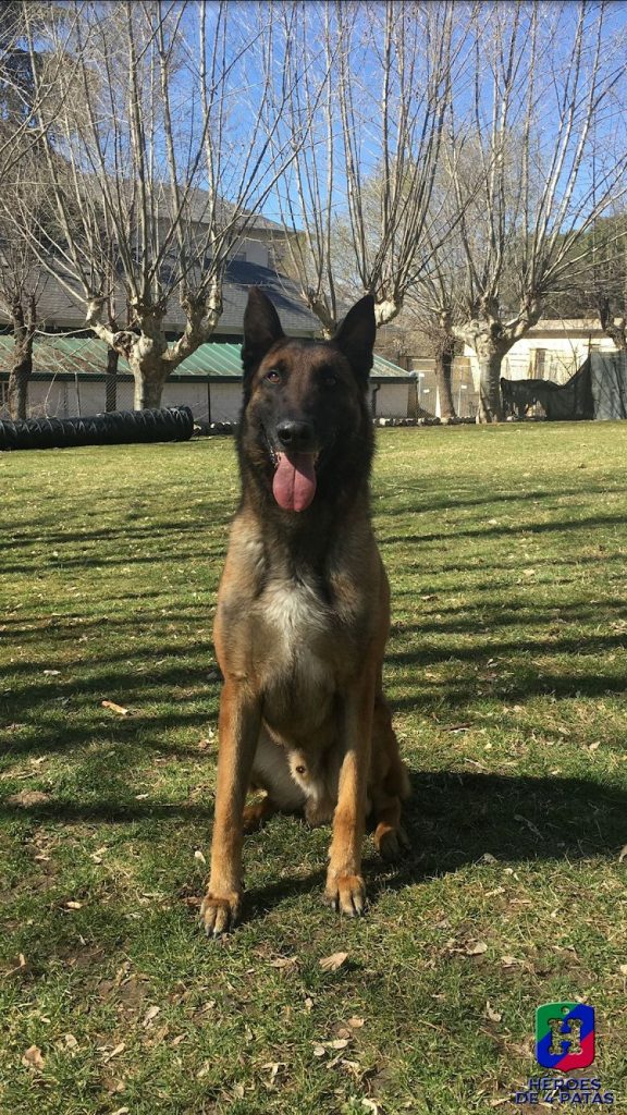Lenon, Pastor Belga Malinois