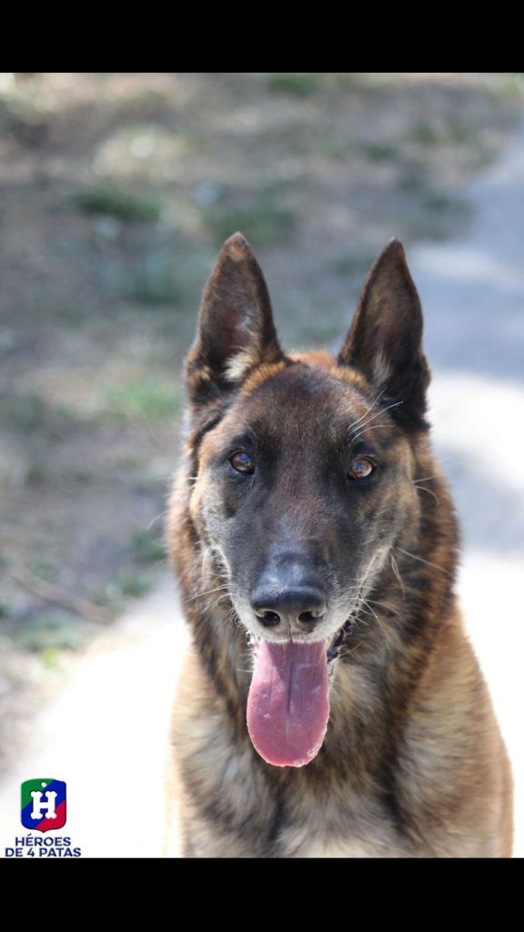 Lenon, Pastor Belga Malinois