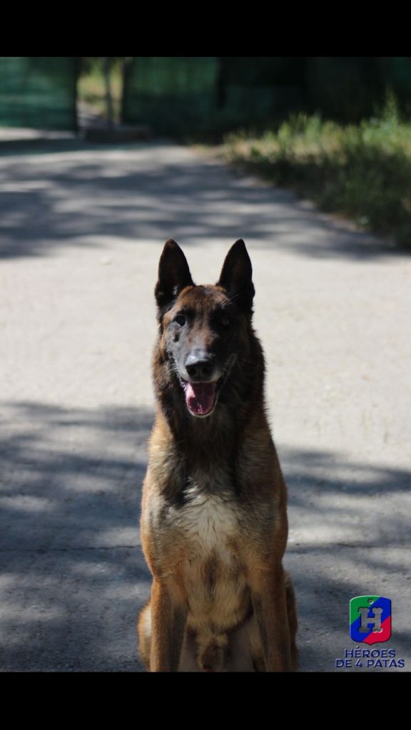 Lenon, Pastor Belga Malinois