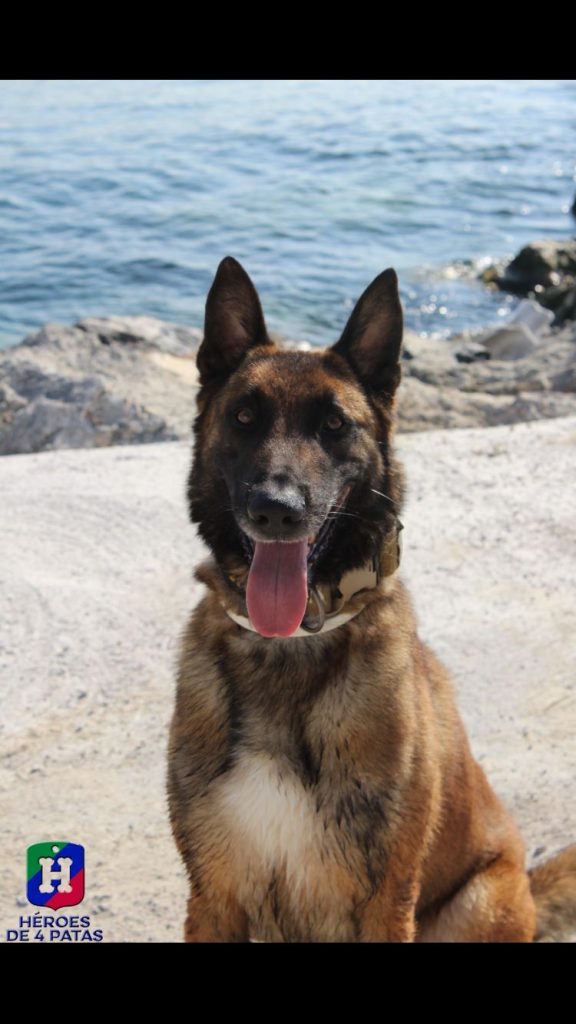 Lenon, Pastor Belga Malinois