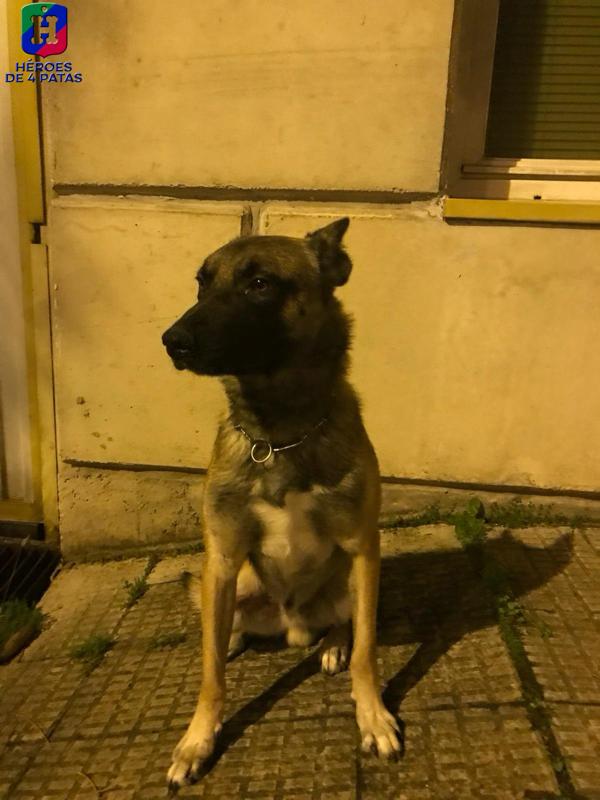 Eli, Pastor Belga Malinois
