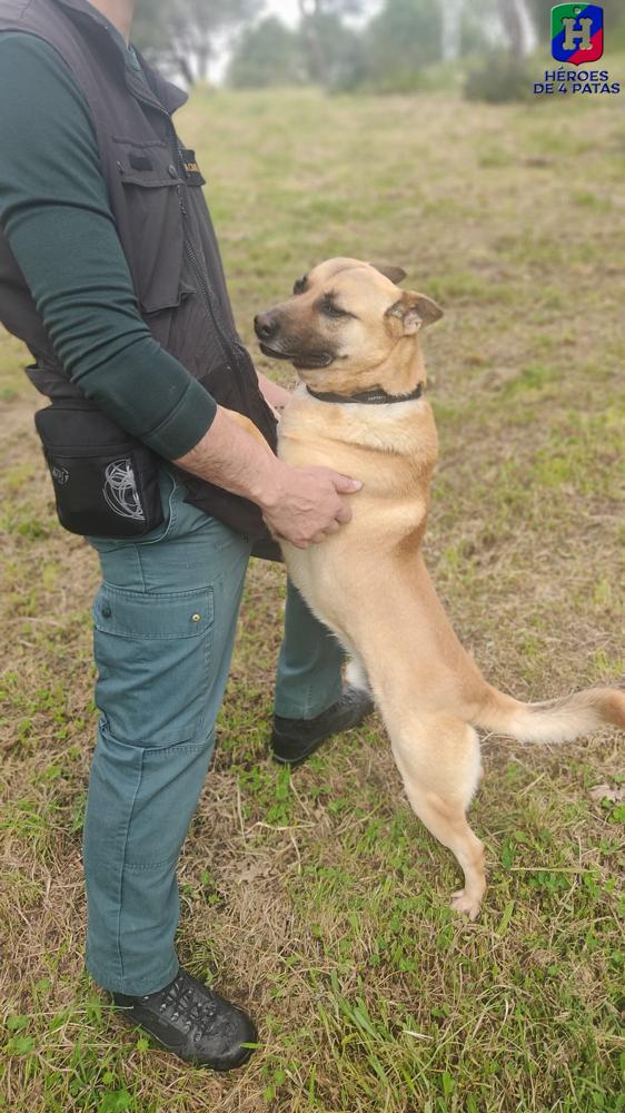 Ajo, Pastor Belga Malinois