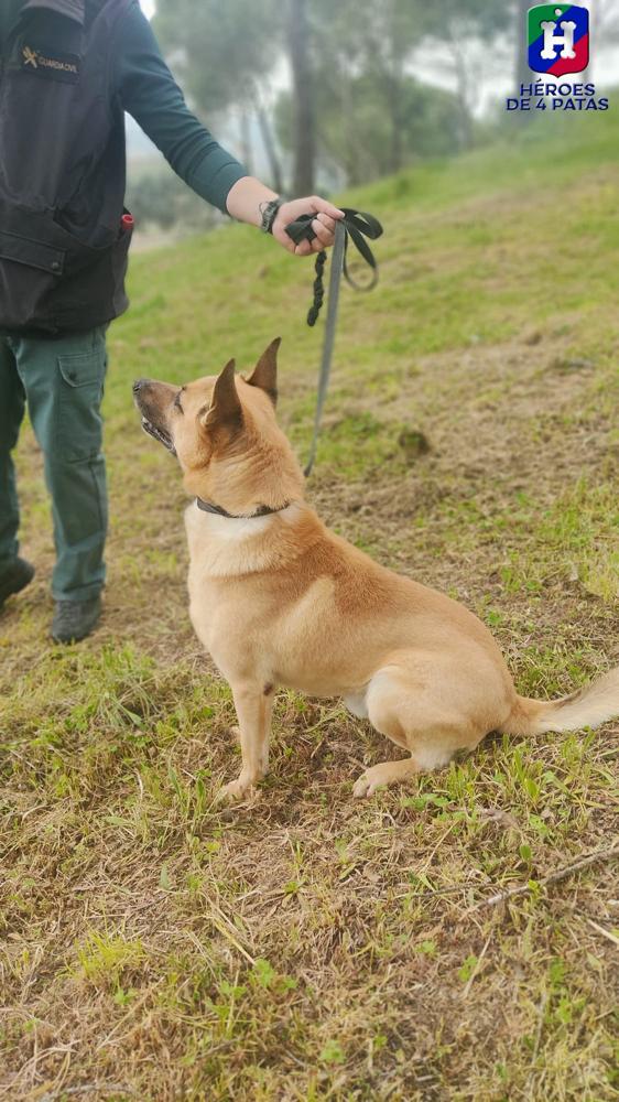 Ajo, Pastor Belga Malinois