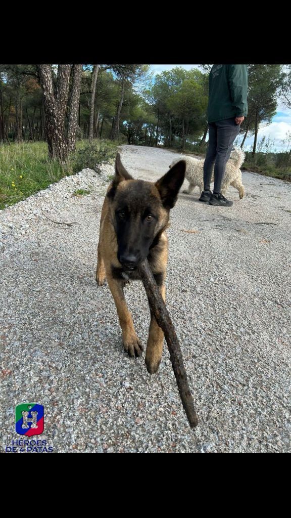 West, Pastor Belga Malinois