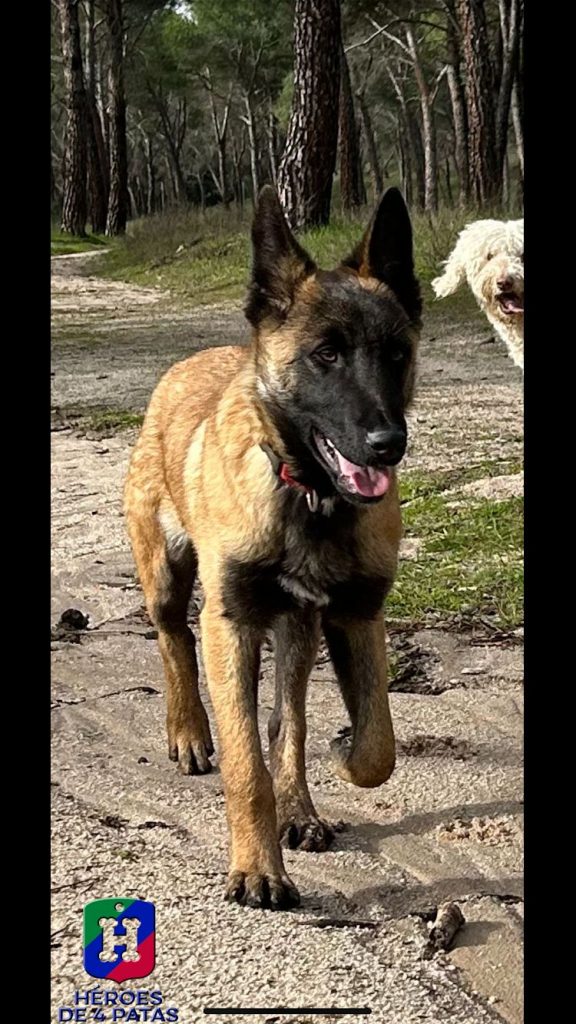 West, Pastor Belga Malinois