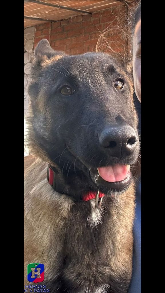 West, Pastor Belga Malinois