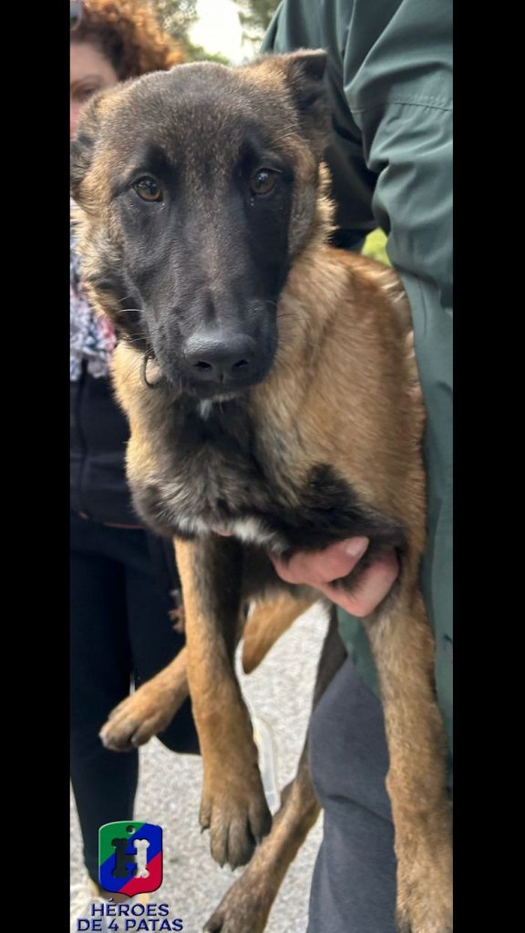 West, Pastor Belga Malinois