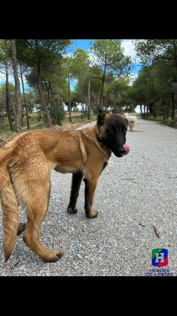 West, Pastor Belga Malinois