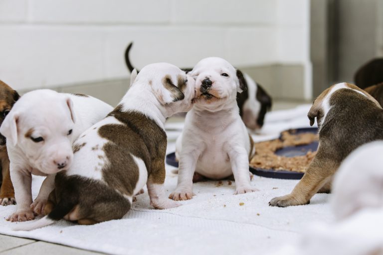 cachorros sin madre