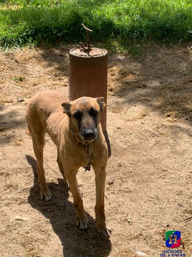 Arenita, Pastor Belga Malinois
