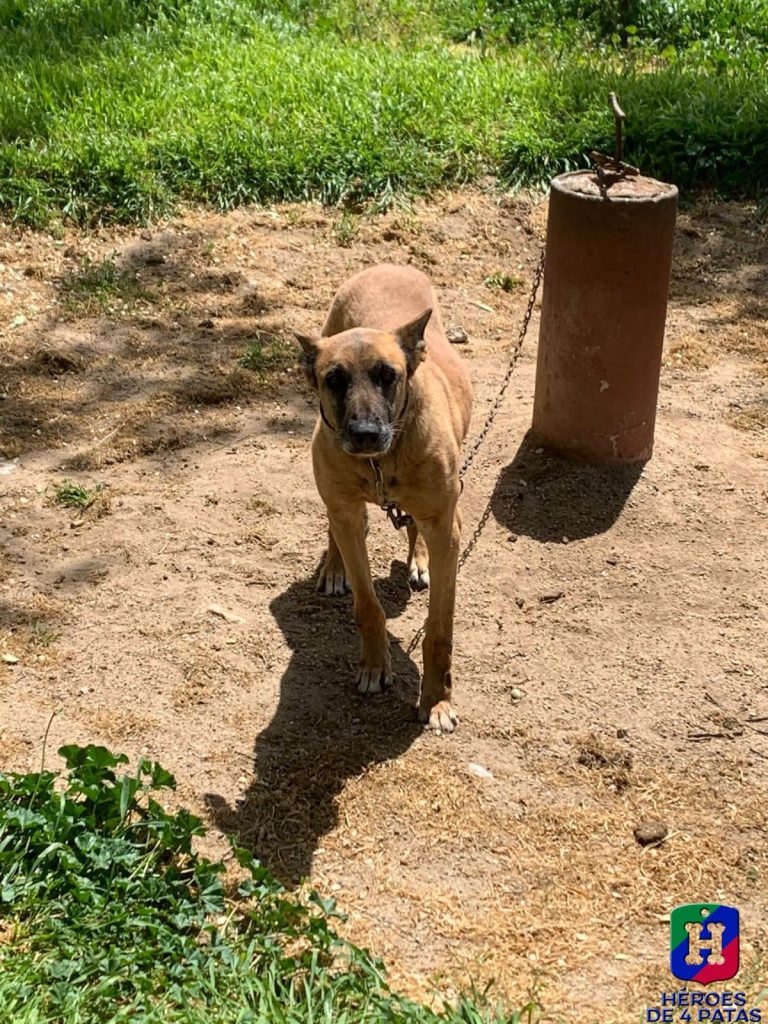 Arenita, Pastor Belga Malinois