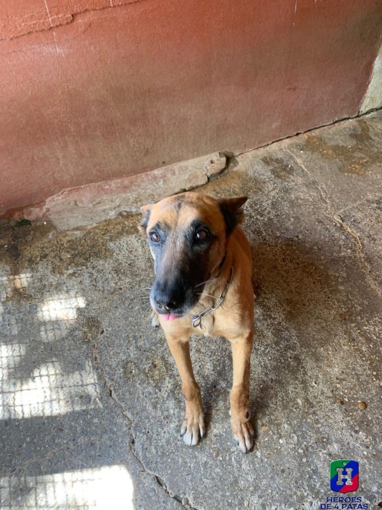 Arenita, Pastor Belga Malinois