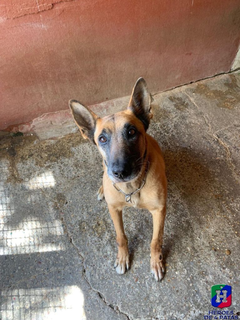 Arenita, Pastor Belga Malinois