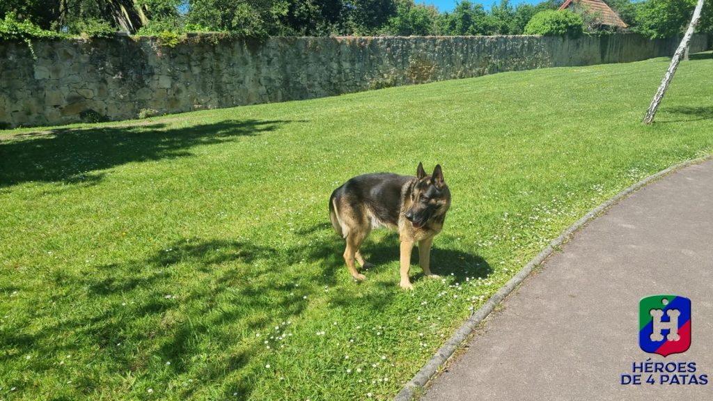 Mogli, Pastor Alemán