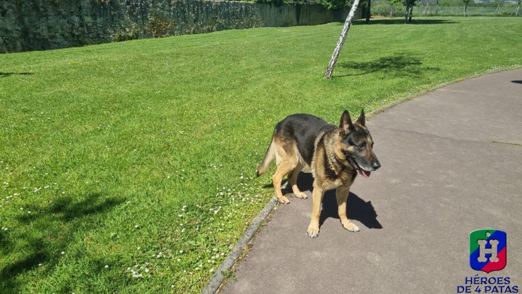 Mogli, Pastor Alemán