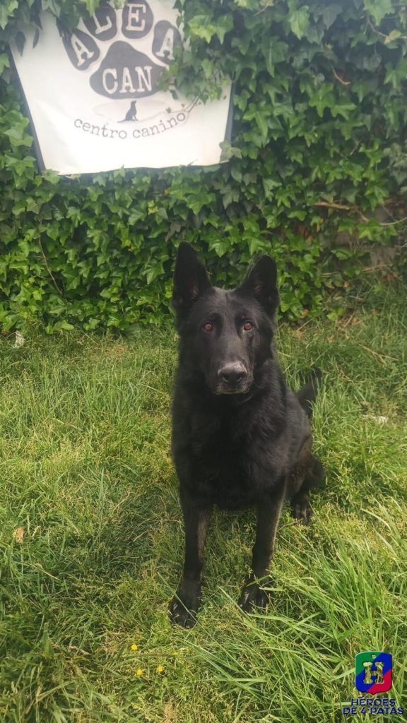 Ragnar, Pastor Alemán