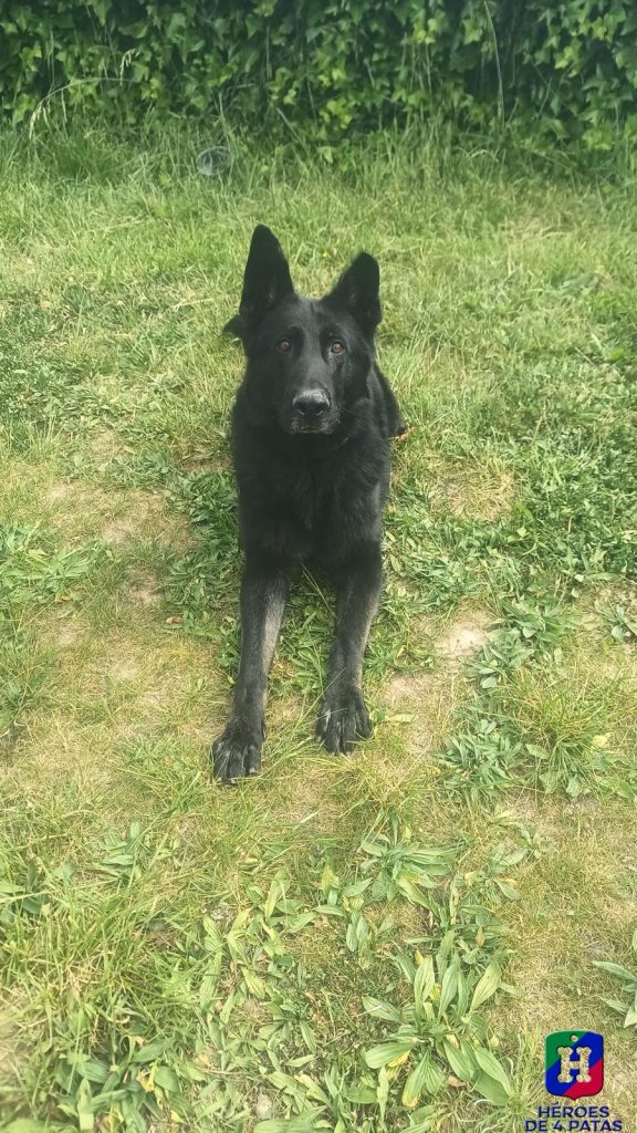 Ragnar, Pastor Alemán