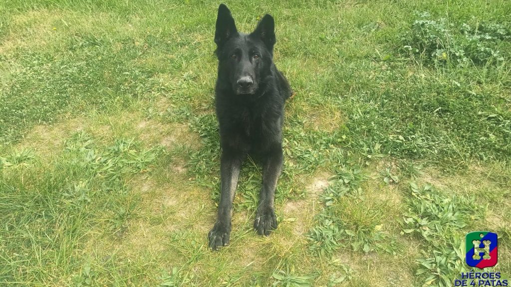 Ragnar, Pastor Alemán