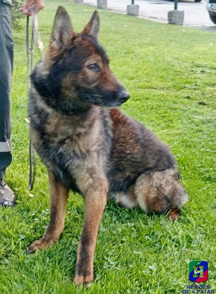 Azor, Pastor Alemán