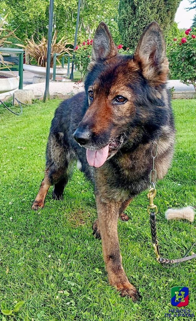 Azor, Pastor Alemán