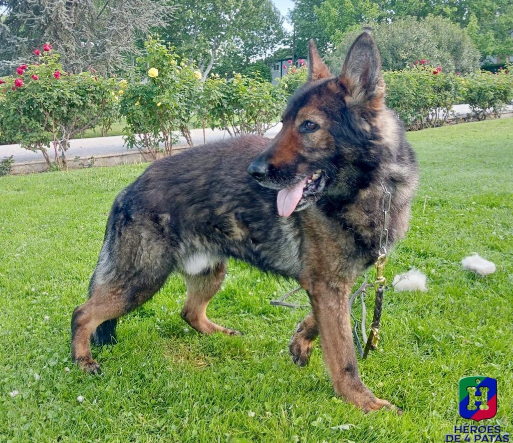 Azor, Pastor Alemán