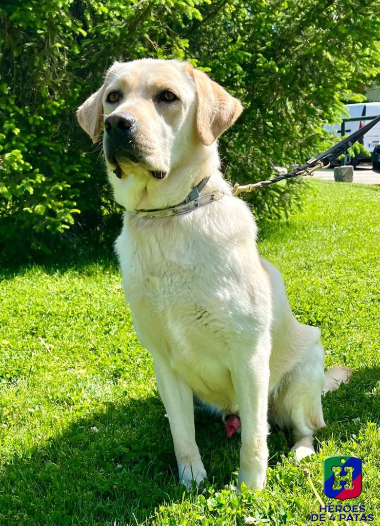 Simba, Labrador