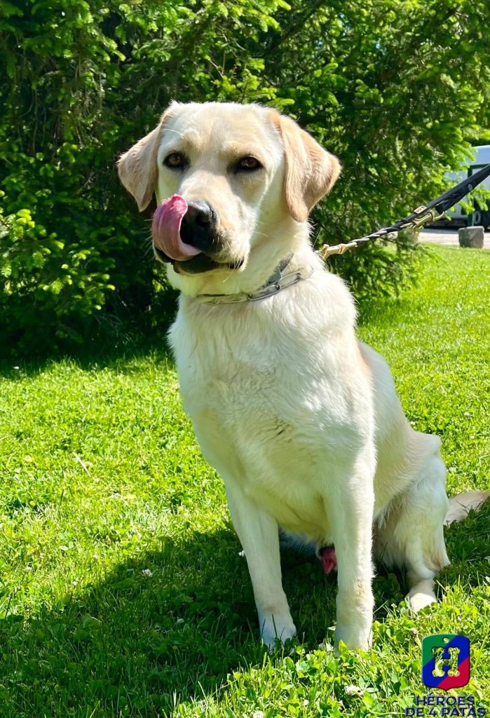 Simba, Labrador