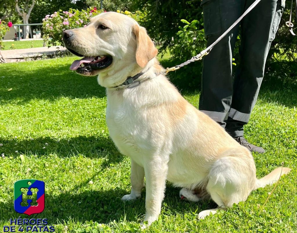 Simba, Labrador