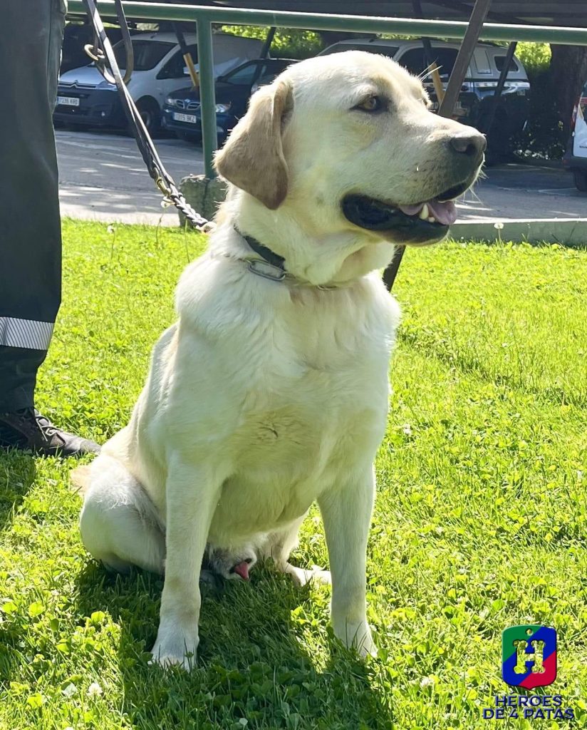 Simba, Labrador