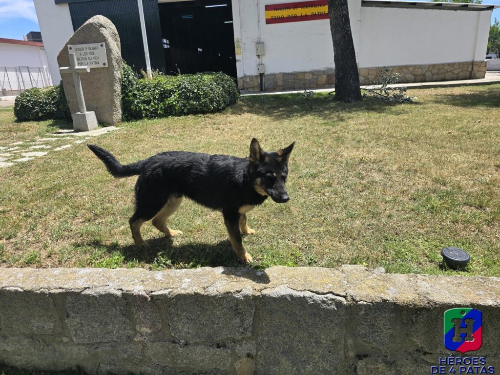 Alcor, Pastor Alemán