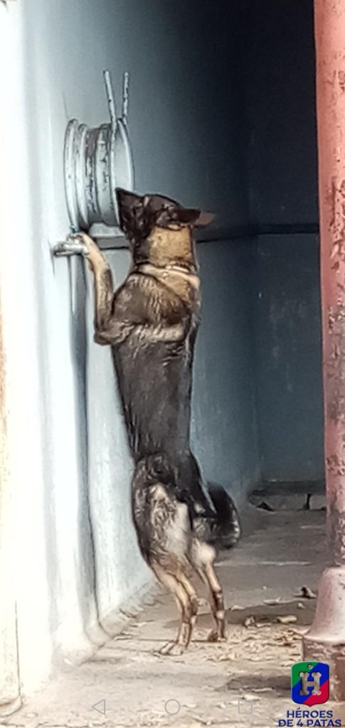 Bako, Pastor Alemán