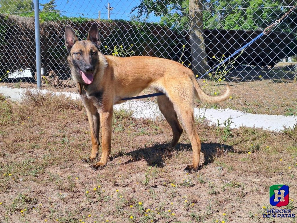 Álava, Pastor Belga Malinois
