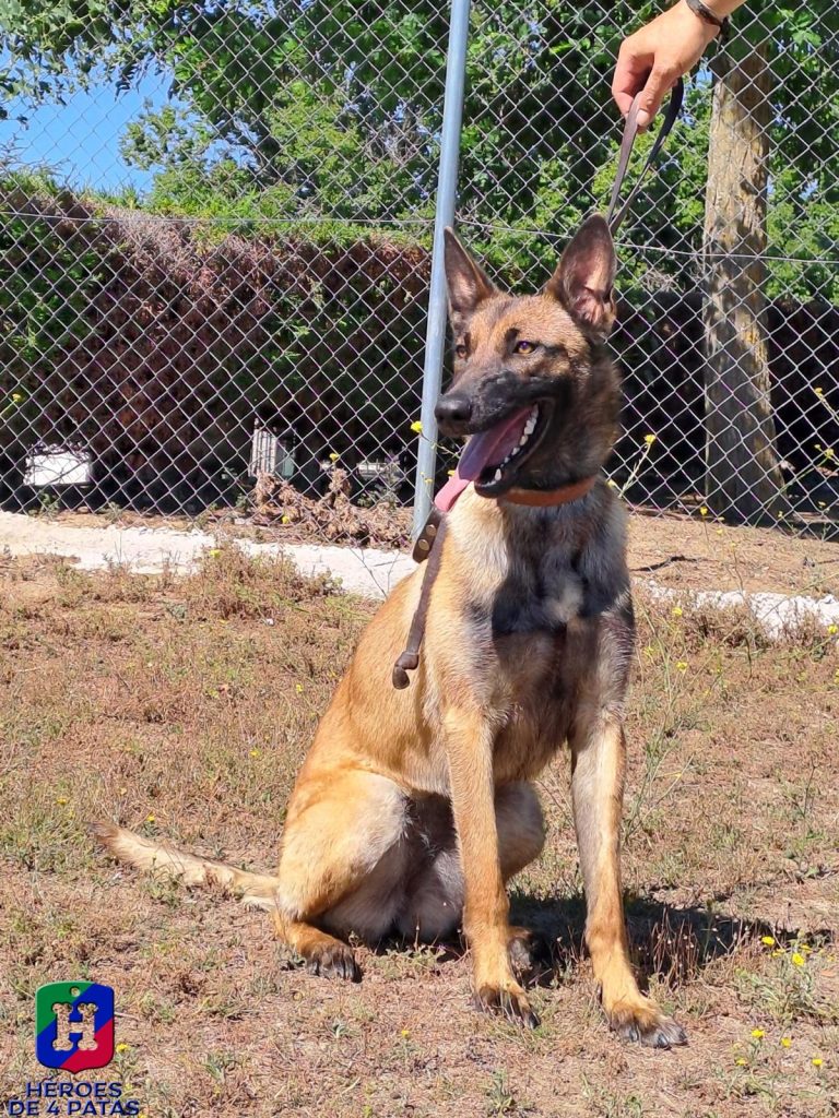 Álava, Pastor Belga Malinois