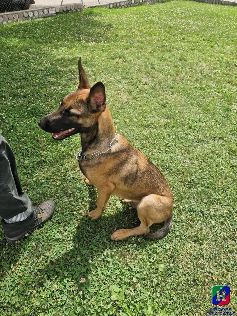 Xio, Pastor Belga Malinois