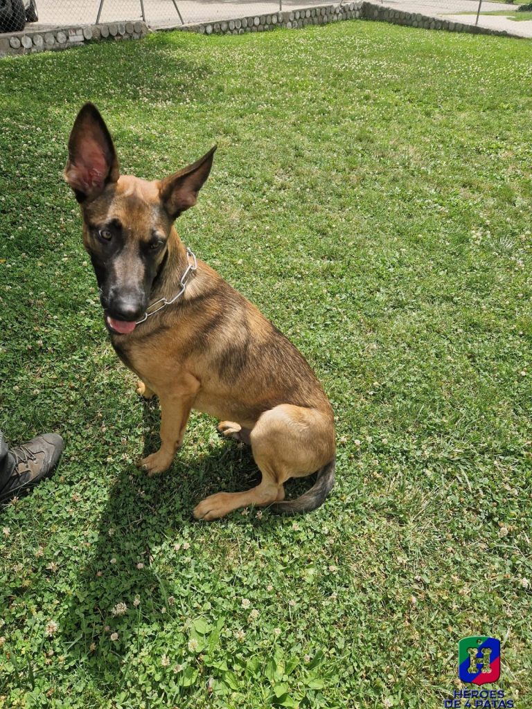 Xio, Pastor Belga Malinois