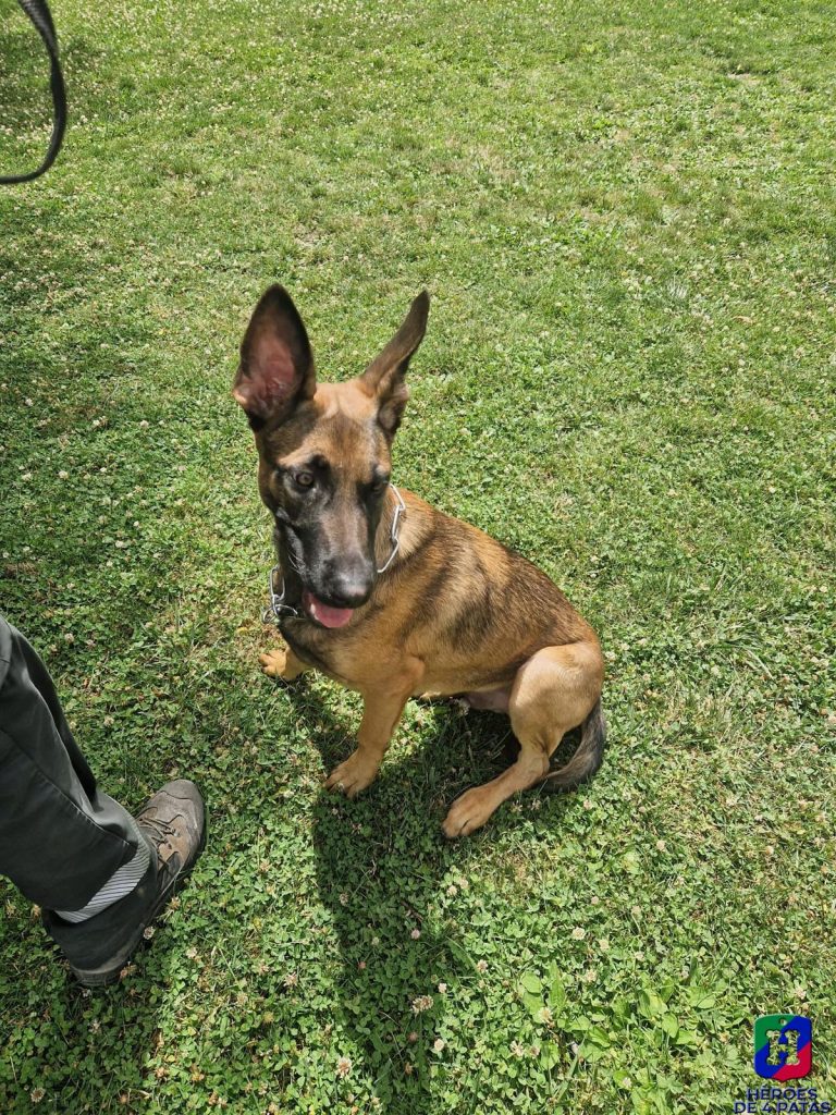 Xio, Pastor Belga Malinois