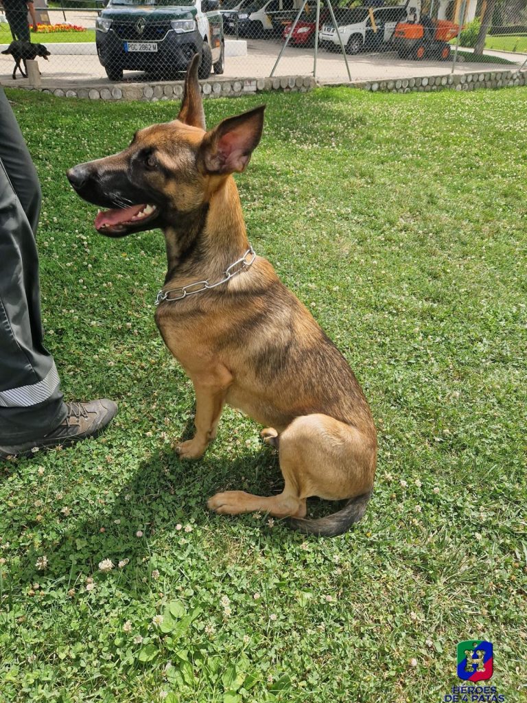 Xio, Pastor Belga Malinois