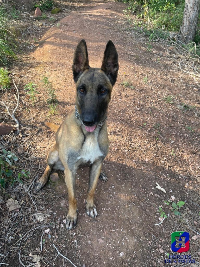Maya, Pastor Belga Malinois