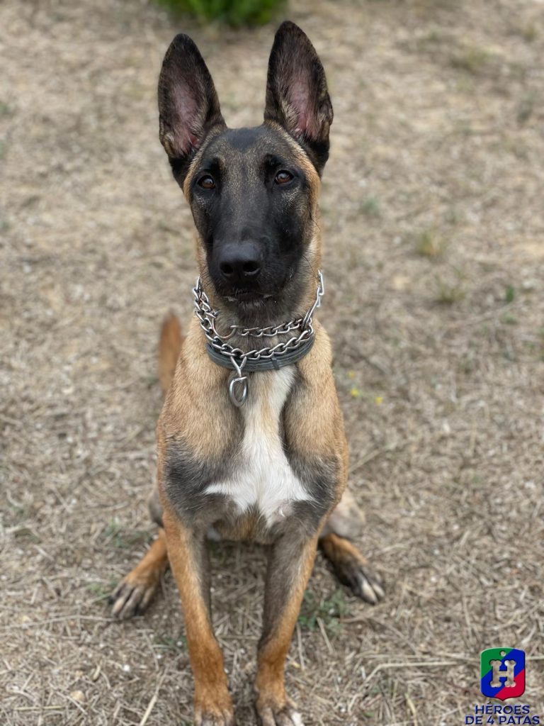 Maya, Pastor Belga Malinois