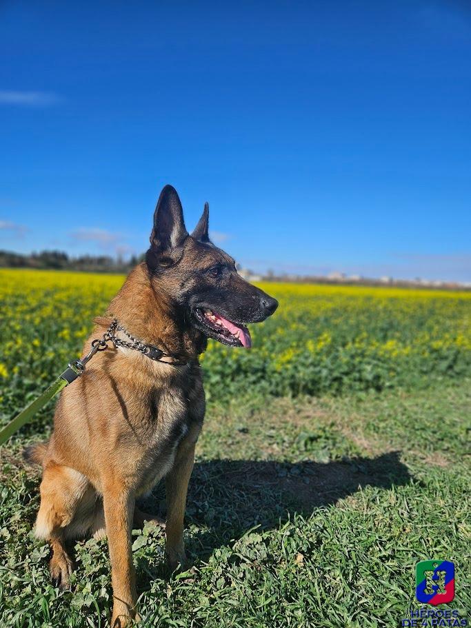 Rexo, Pastor Belga Malinois