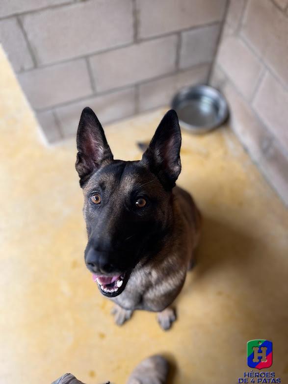 Rexo, Pastor Belga Malinois