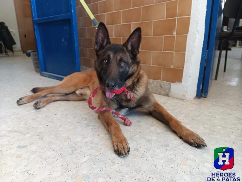 Rexo, Pastor Belga Malinois