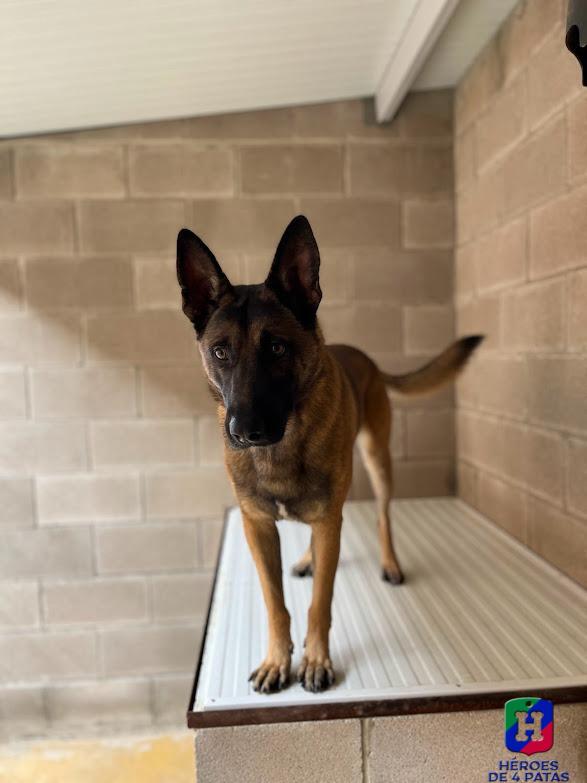 Rexo, Pastor Belga Malinois