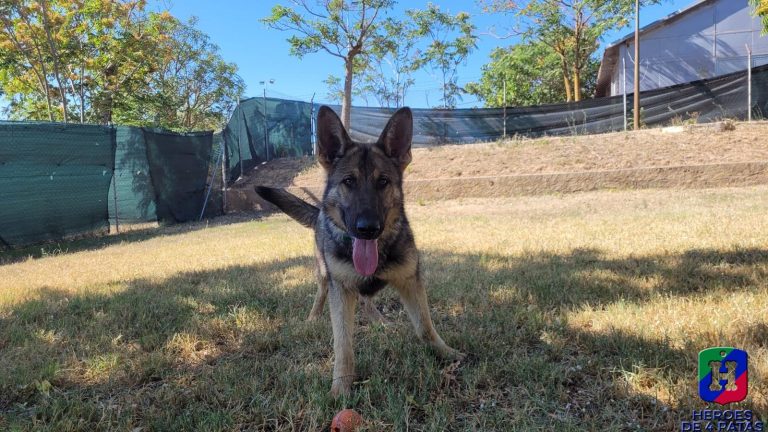 Átom, Pastor Alemán