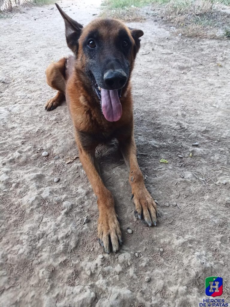 Osiris, Pastor Belga Malinois