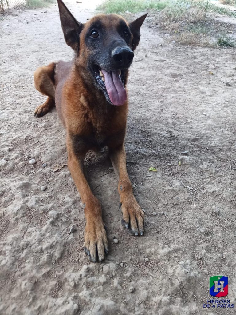 Osiris, Pastor Belga Malinois